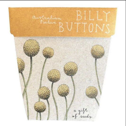 Billy Buttons Gift of Seeds - Sow n Sow - Pepper Tree Kids