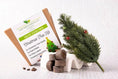 Load image into Gallery viewer, Christmas Tree Kit - D&H Seed Harvest CO - Pepper Tree Kids
